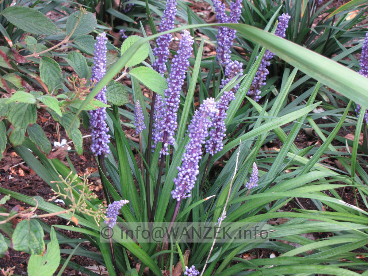 Liriope muscari nah.JPG